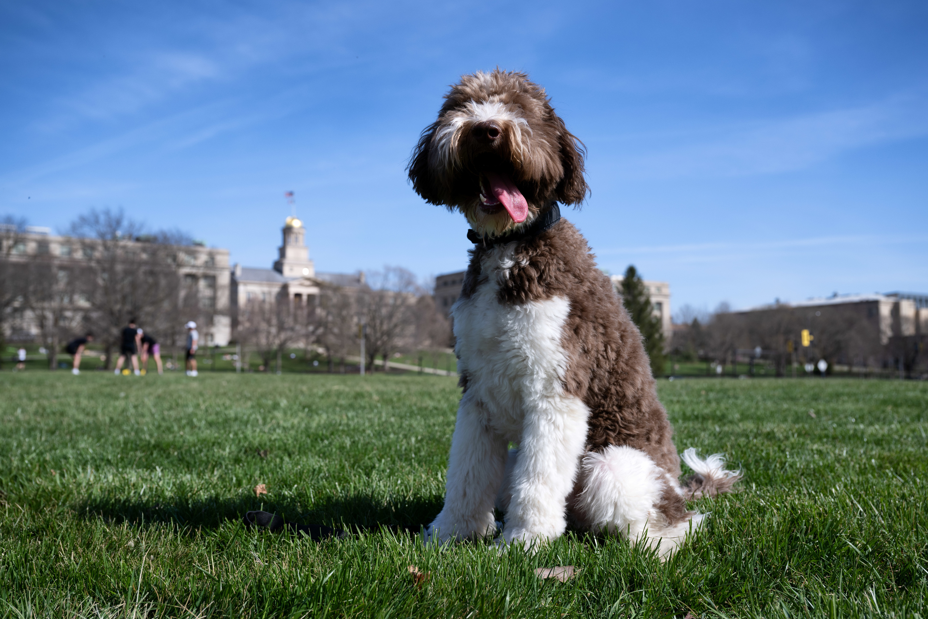 Wilkie Student Care and Assistance team therapy animal