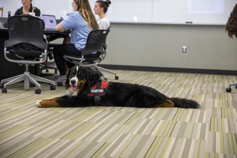Therapy dog, Drax, laying down