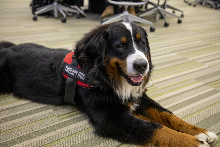 Therapy dog, Drax, laying on floor