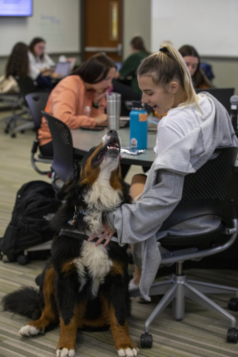 Therapy dog, Drax, looking up at a seated person