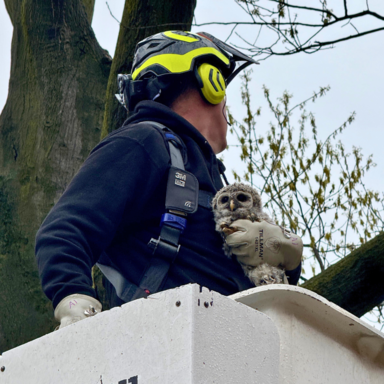 UI tree trimmer rescuing Juniper