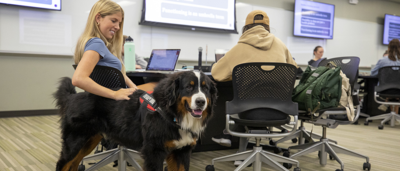 Drax the therapy dog in class getting loving pets from a student