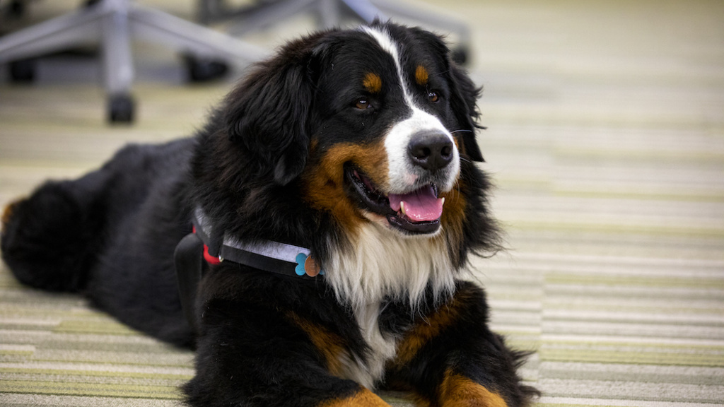 Therapy dog laying on floor